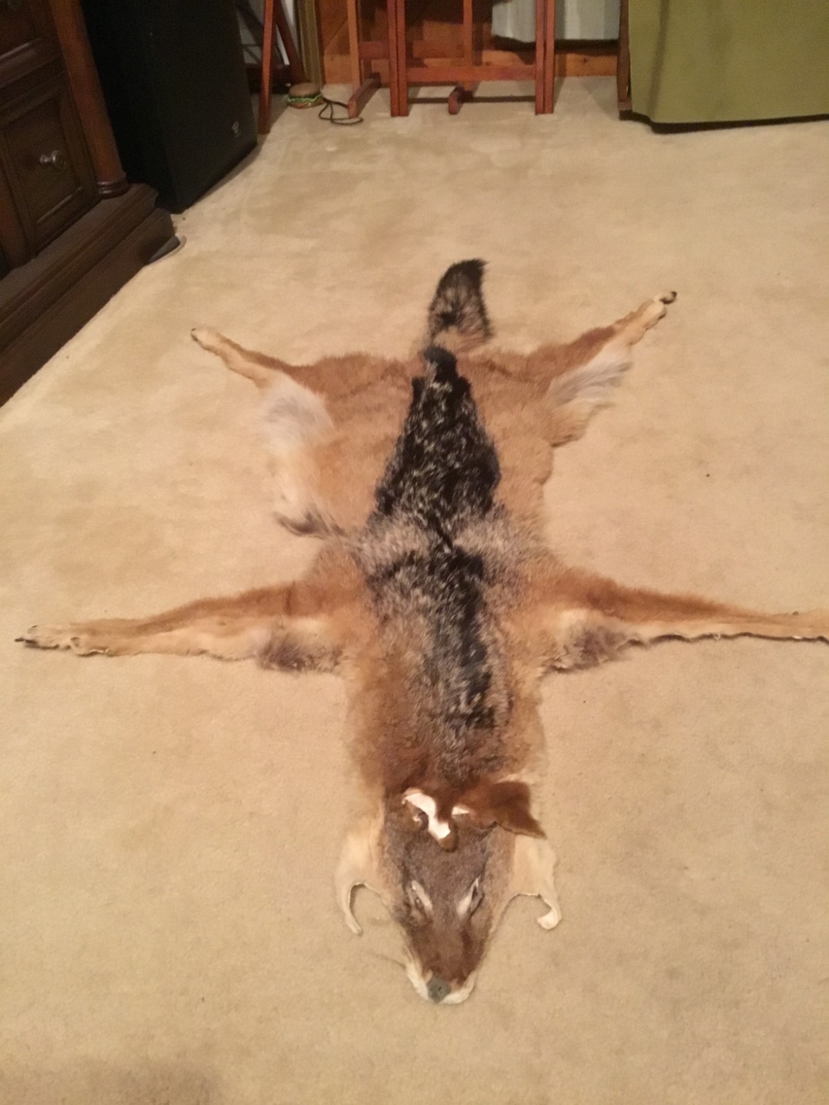 Black-backed Jackal Pelt From South Africa Excellent Exquisite Taxidermy