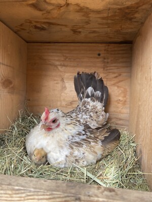 6+ RARE  AZTECA  Bantam Hatching Eggs  Assorted Colors