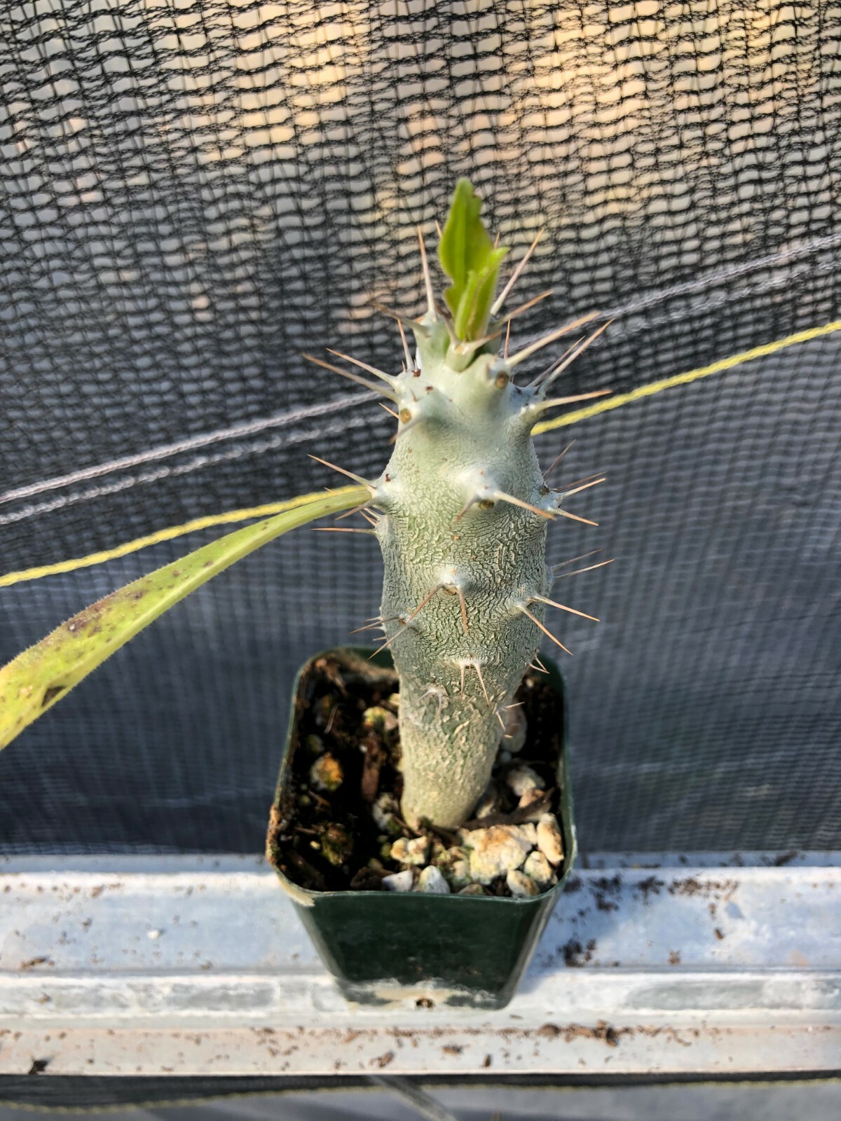Pachypodium lealli v. saundersii