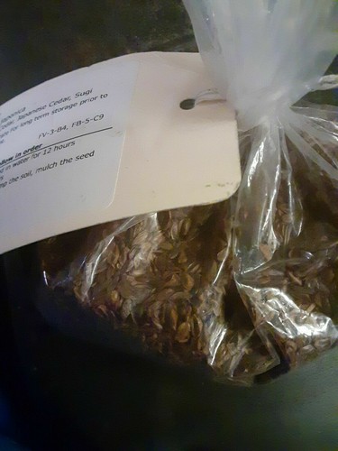 Japanese Red Cedar Tree Seeds (CRYPTOMERIA JAPONICA) (Sugi Tree)