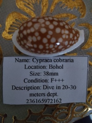 Photos de l'objet d'un acheteur vérifié