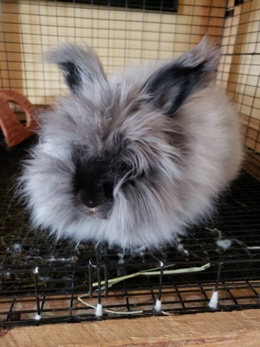 English Angora Rabbit fiber Raw Prime Wool 11 ounces Light grey white & black