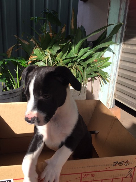 American Staffy X Border Collie Pups Dogs Puppies Gumtree