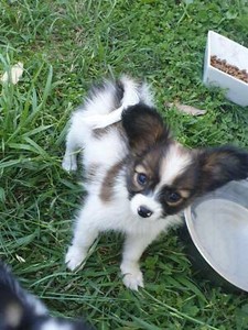 Papillon Puppies Dogs Puppies Gumtree Australia Gympie Area