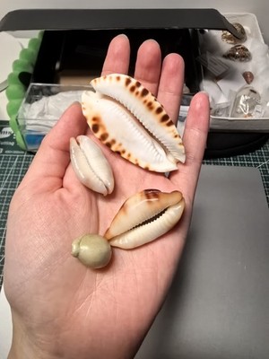 Photos de l'objet d'un acheteur vérifié