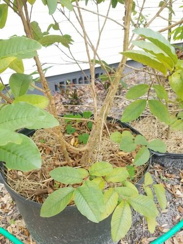Mexican Guava Tree 5 years old Grafted 5 feet tall 25 gallons