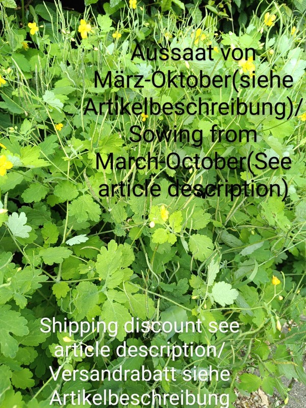 SchöLlkraut, Chelidonium Majus, Greater Celandine, 400 Seeds, Samen