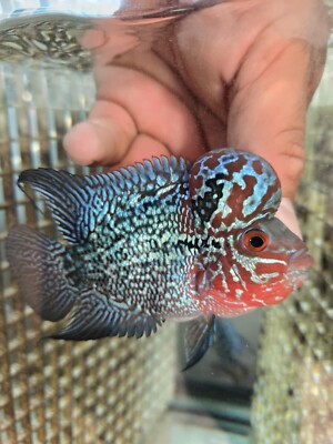 3''-3.5'' SRD Flowerhorn -High Quality-