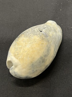 EXTINCT Fossilized COWRIE Shell From Central Florida - Pliocene Era. 