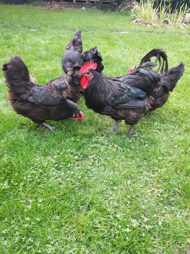 10 × Keine Bruteier Australorp Hühner