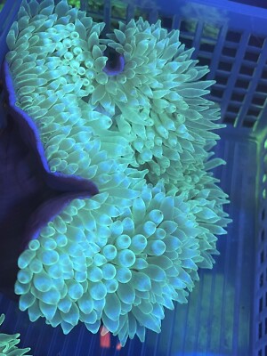 Bubble tip Anemone XL Jumbo Size Live Coral