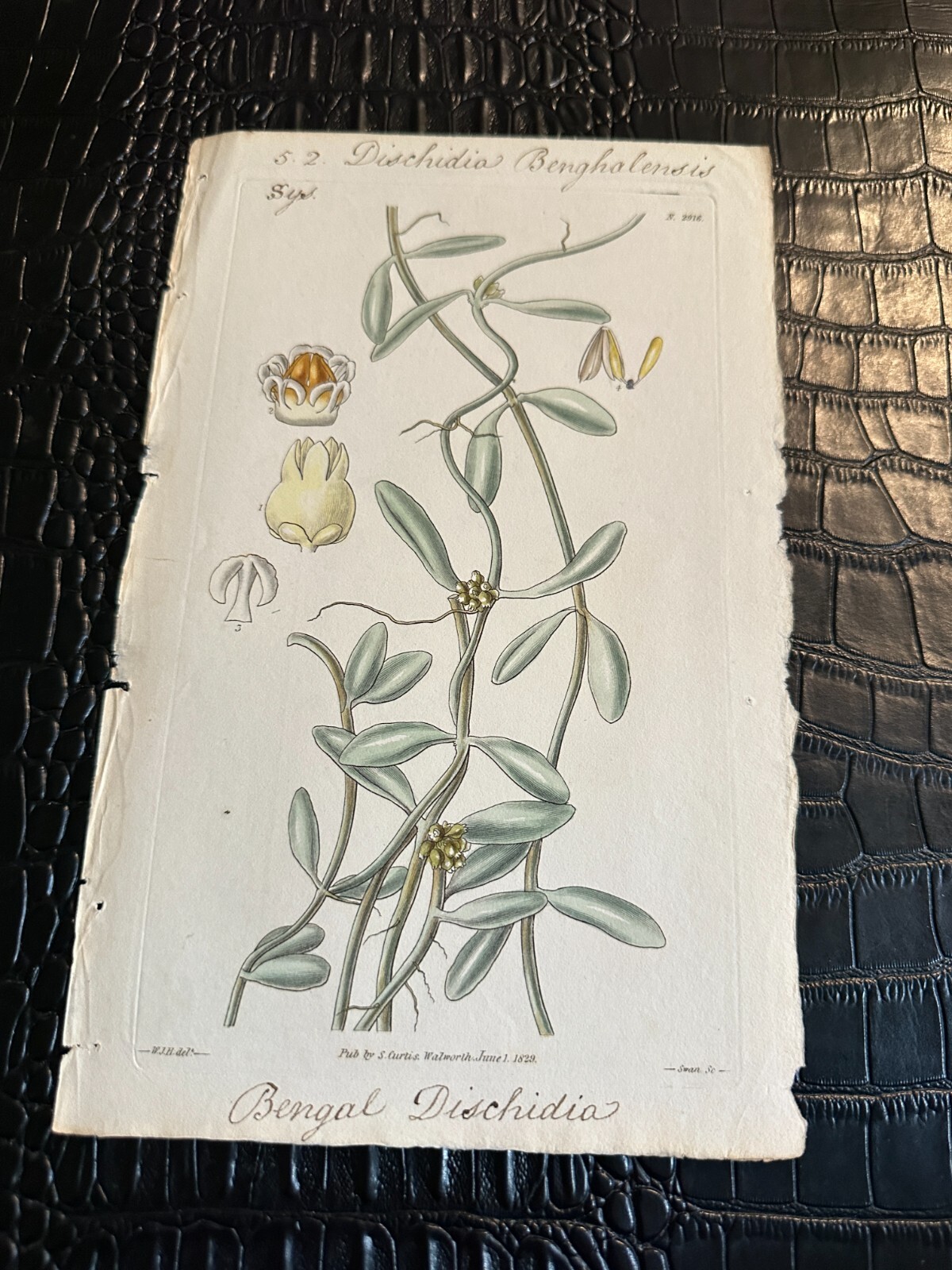 BOTANICAL ART 【import品】 Midnight Botanicals Wall Art Set/2 UT56053