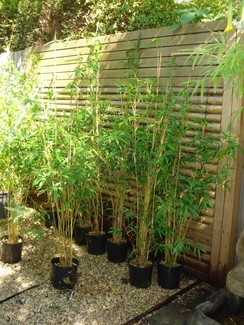 Bamboo plants,Gracillis,Alphonse Kar,Oldhamii from $30