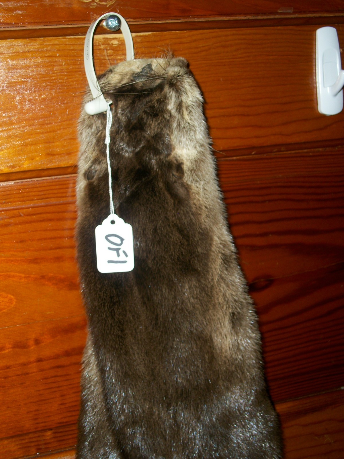 HUGE tanned RIVER OTTER fur pelt skin 4 FEET CLAW taxidermy craft cites TAG OF1