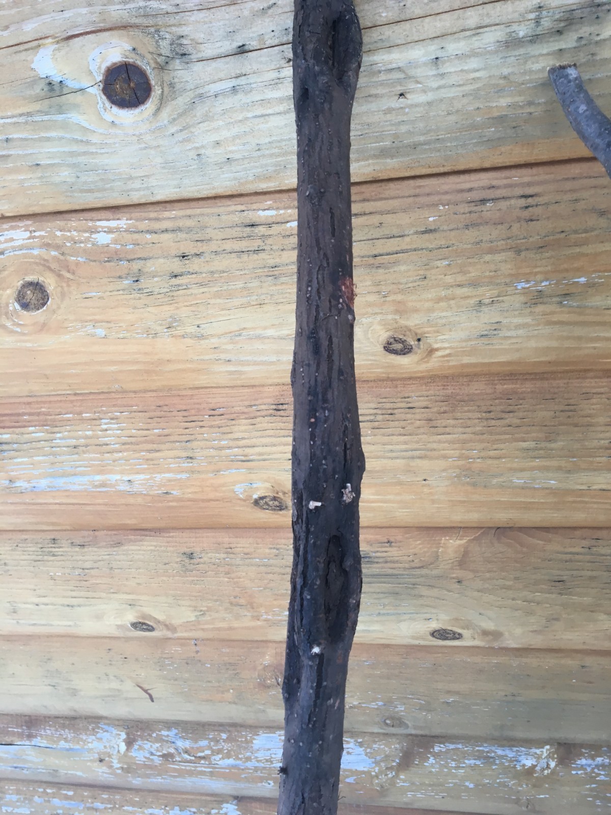 7 Original Diamond Willow walking sticks cane trekking unique 54