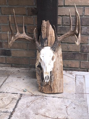 Log Cabin Decor Large Eastern Whitetail Deer Shoulder Mount Antlers Real Taxidermy Vintage Home Decor Rustic Deer Antlers