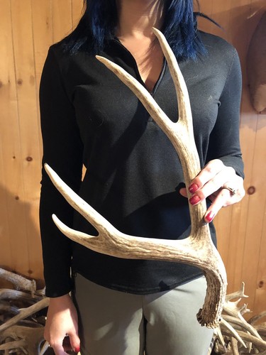 BIG WYOMING TYPICAL MULE DEER SHED ANTLER! horn craft wild BBQ Knife Cabin Decor