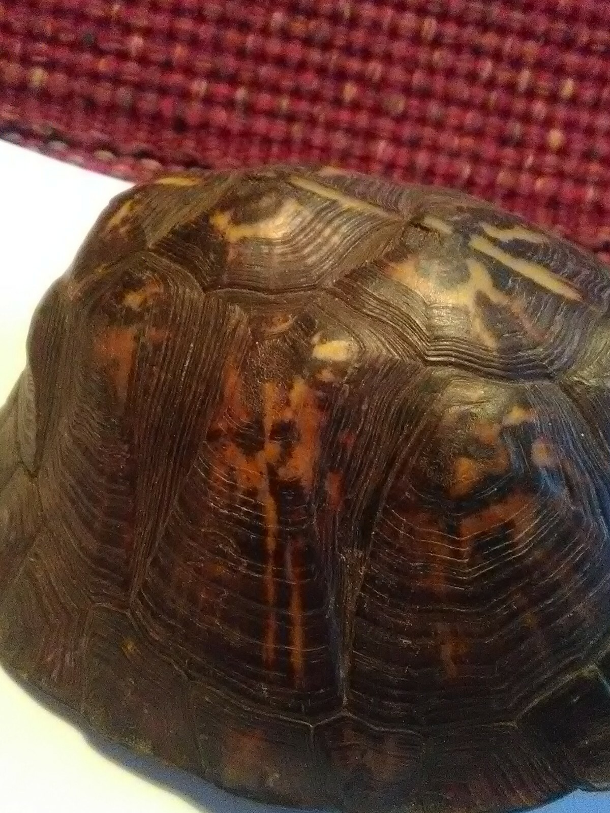 Eastern Box Turtle Shell with scutes 4.5