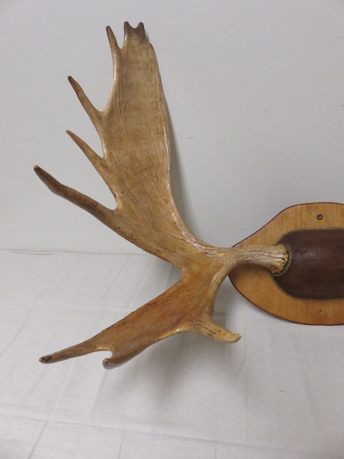 Moose Antlers on custom plaque/display. Great Trophy mounted item!