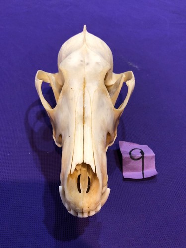 Coyote Skull Bone Man cave Decor Craft Unique Christmas Gift Animal Mount Art