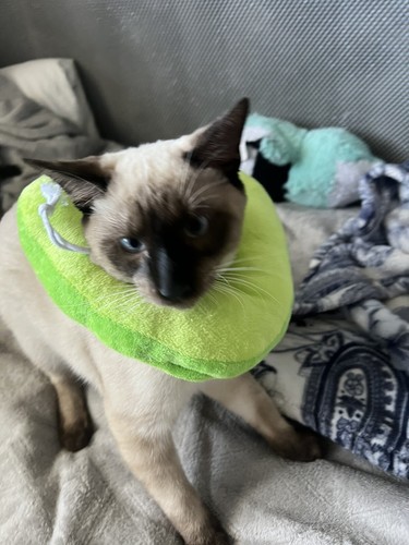 Artikelfoto(s) von einem verifizierten Käufer