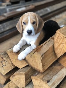 puppy beagle female paperwork microchip vaccinations pick date order she week