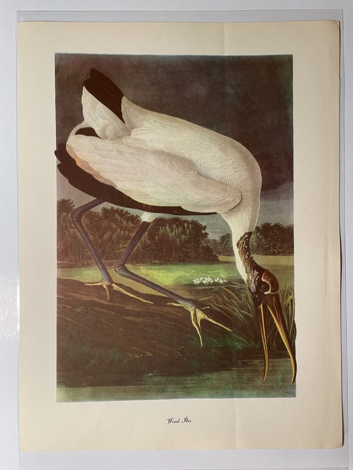 Vintage Audubon Art Print | Ibis | 9x12 | Peterson