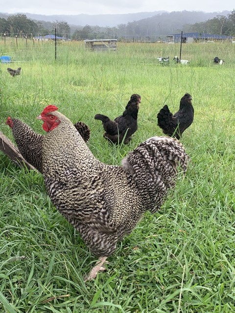 Download Blue and green egg laying chickens - breeding group for ...