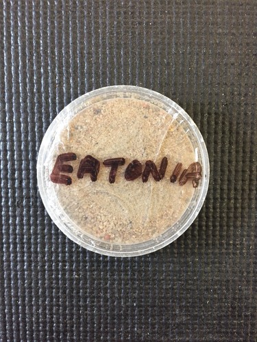 Leader Sand Dollar Wild West Days 1987 Estonia Token Combine Shipping