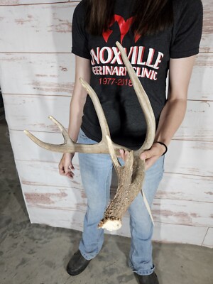 Wild Whitetail Deer Antler Shed Horn Rack Decor Craft 6 Point 71'' Split Brow