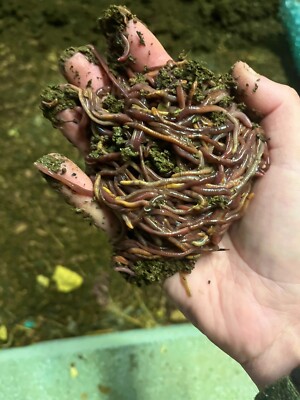 125+ Pure Eisenia Fetida Red Wiggler Compost Worms(FAST SHIPPING! Monday-Sat.)