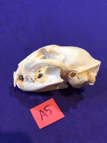 Real XL American Bobcat Skull Animal Mounts Christmas Gifts Man Cave Decor Craft