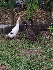 ducks for sale in Brisbane Region, QLD | Pets | Gumtree ...