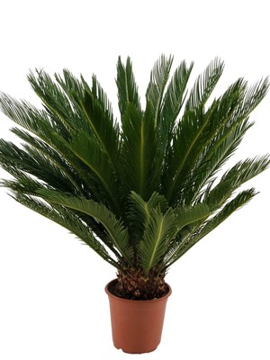 Cycas Revoluta Palmfarn Sagopalme Zimmerpflanze pflegeleichte pflanze