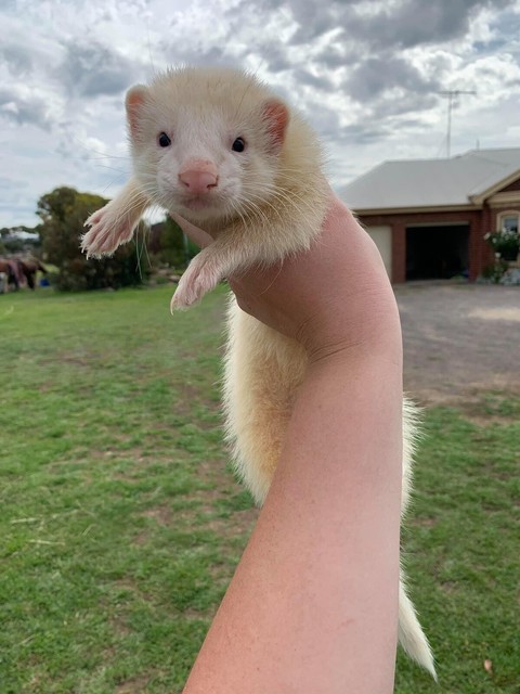 Ferrets for sale | Other Pets | Gumtree Australia Geelong ...
