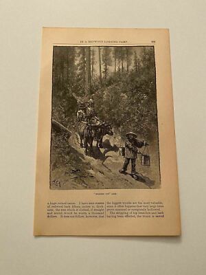 K147) Lumberjacks Oxes Snaking Out Logs Redwood Camp California 1883 Engraving