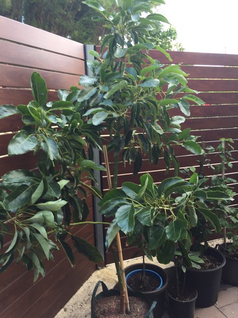 potted hass avocado tree