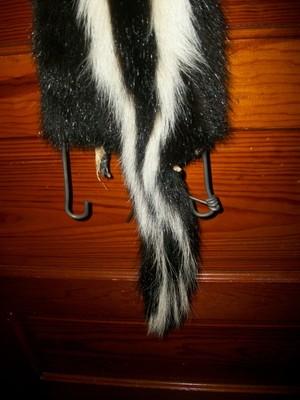 BEAUTIFUL tanned SKUNK 4 FEET CLAWS FUR PELT TAXIDERMY mount NO SMELL S1 CABIN