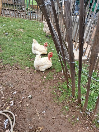 Nackthals bruteier hühner