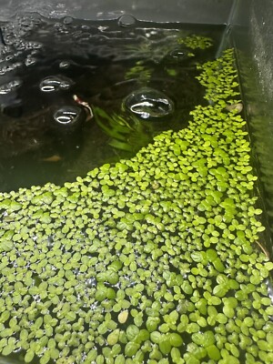 Duckweed  (lemna minor) 2 oz Cup (Buy 2 Get 1 Free)