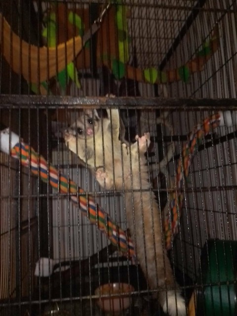 Sugar gliders | Other Pets | Gumtree Australia Wellington Area - Sale