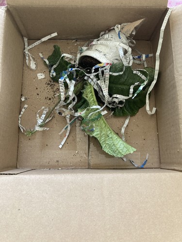 Artikelfoto(s) von einem verifizierten Käufer