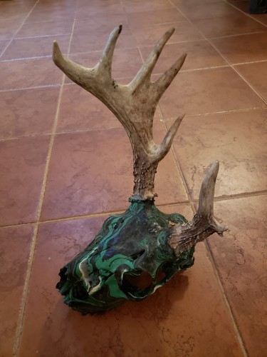 Whitetail Deer Antler Taxidermy European Mount 7 Point Palmated Freak Painted