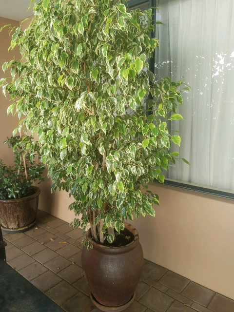 Healthy Ficus Tree | Plants | Gumtree Australia Wanneroo Area - Darch