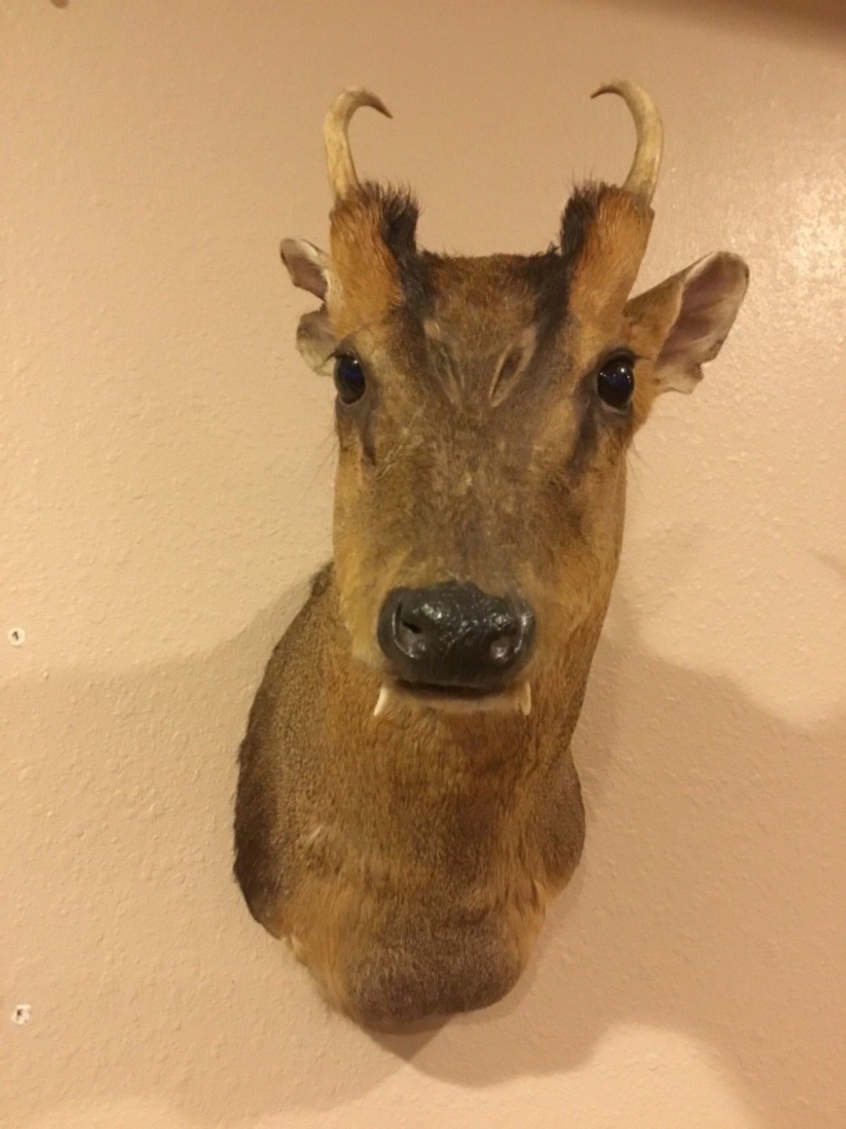 Reeves muntjac shoulder mount head taxidermy horns fangs vintage