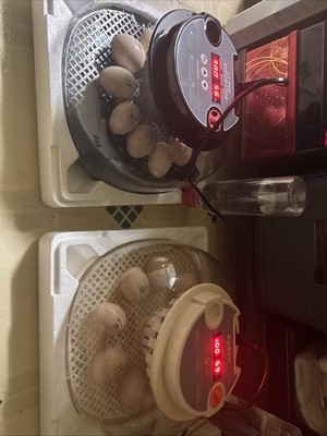 Artikelfoto(s) von einem verifizierten Käufer