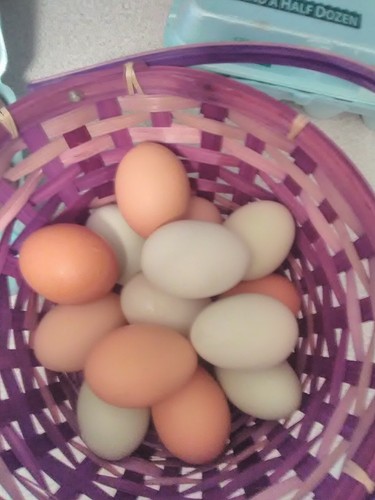12 Barnyard Mix Hatching Chicken Eggs