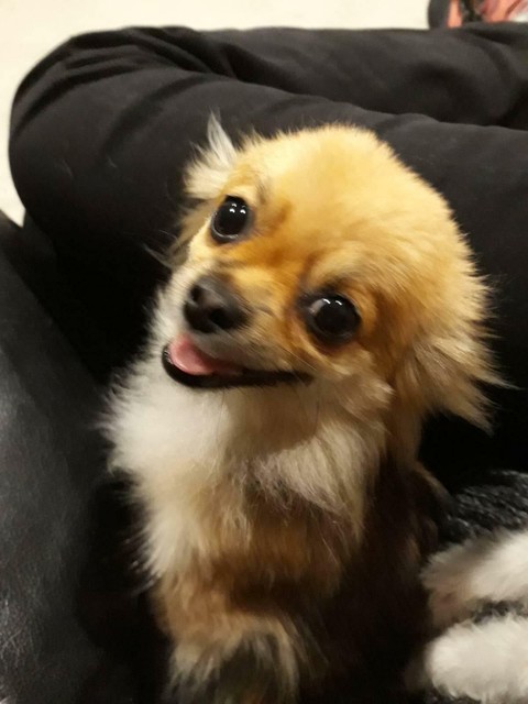 Chihuahua for sale | Dogs & Puppies | Gumtree Australia ...