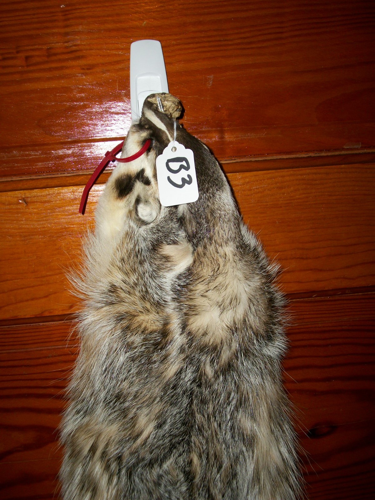 BEAUTIFUL tanned BADGER HEAVY fur pelt skin taxidermy B3  LOG CABIN COLLARS TRIM