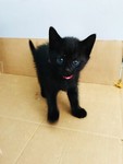 petsrescue